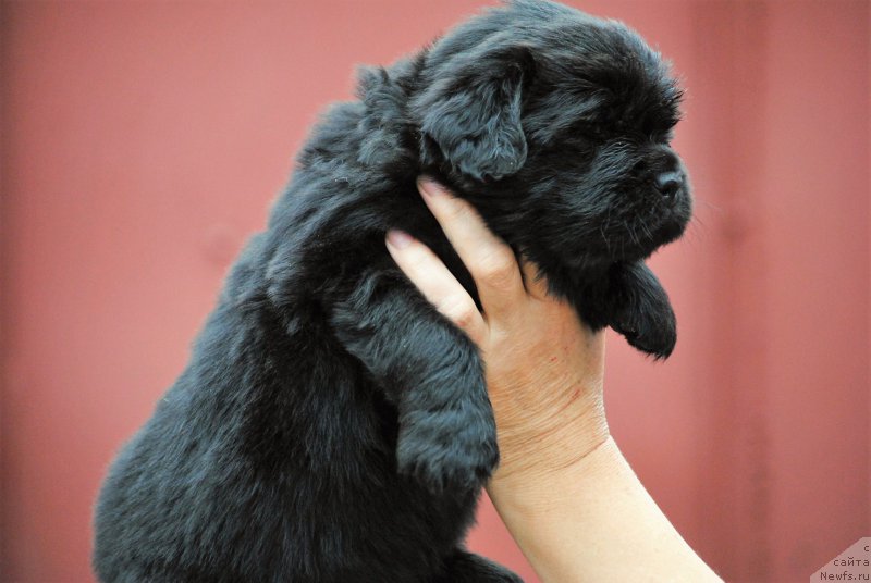 Фото: ньюфаундленд Moya Stikhiya Nastasya Krasa (Моя Стихия Настасья Краса)
