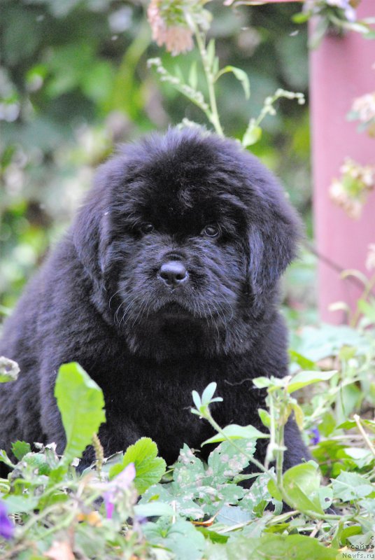 Фото: ньюфаундленд Moya Stikhiya Nastasya Krasa (Моя Стихия Настасья Краса), ньюфаундленд Cristalmar Cadeaux de Noel, ньюфаундленд Harrieta Embodiment of a Great Pretender (Хариетта Ембодимент оф а Греат Претендер)