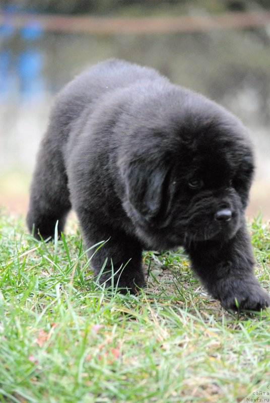 Фото: ньюфаундленд Moya Stikhiya Nastasya Krasa (Моя Стихия Настасья Краса)