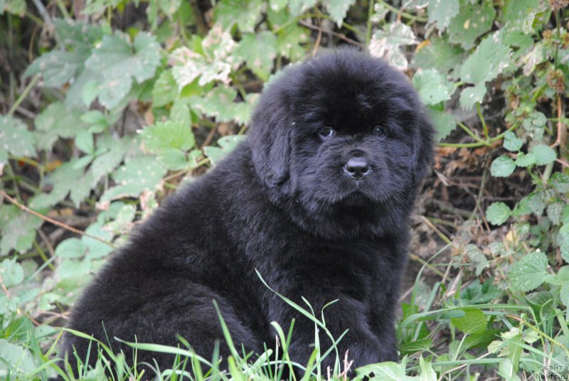 Фото: ньюфаундленд Moya Stikhiya Nastasya Krasa (Моя Стихия Настасья Краса)