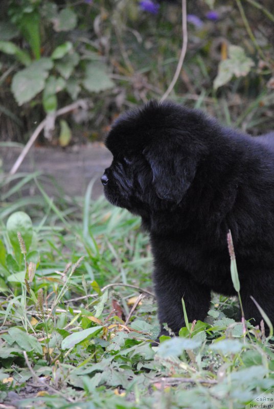 Фото: ньюфаундленд Moya Stikhiya Nastasya Krasa (Моя Стихия Настасья Краса)