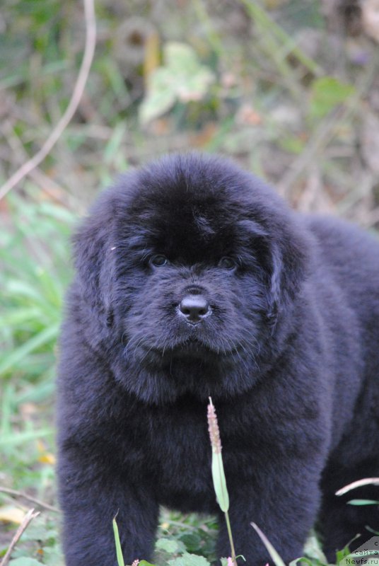 Фото: ньюфаундленд Moya Stikhiya Nastasya Krasa (Моя Стихия Настасья Краса)