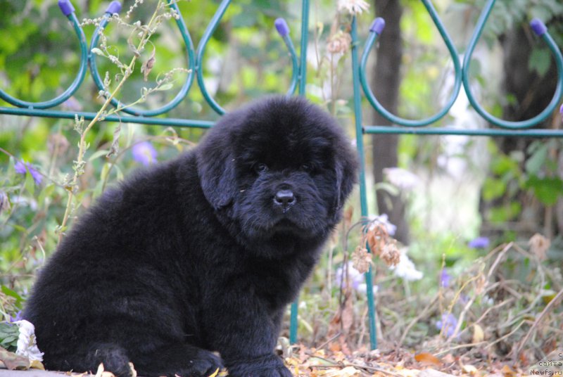 Фото: ньюфаундленд Moya Stikhiya Nastasya Krasa (Моя Стихия Настасья Краса)