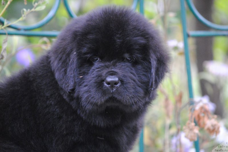 Фото: ньюфаундленд Moya Stikhiya Nastasya Krasa (Моя Стихия Настасья Краса)