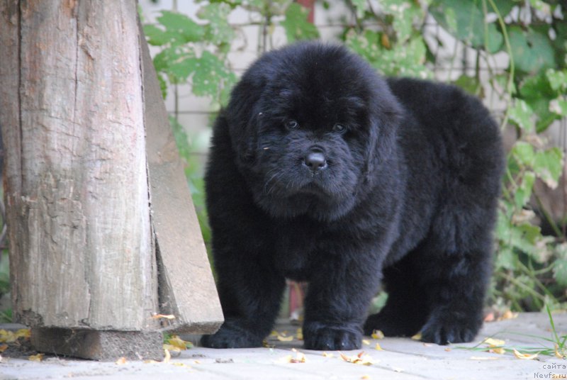 Фото: ньюфаундленд Moya Stikhiya Nastasya Krasa (Моя Стихия Настасья Краса)