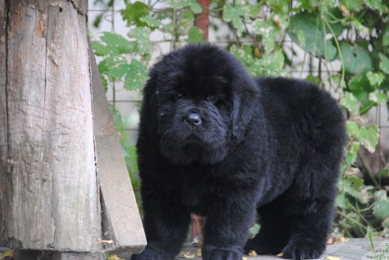 Фото: ньюфаундленд Moya Stikhiya Nastasya Krasa (Моя Стихия Настасья Краса), ньюфаундленд Cristalmar Cadeaux de Noel, ньюфаундленд Harrieta Embodiment of a Great Pretender (Хариетта Ембодимент оф а Греат Претендер)