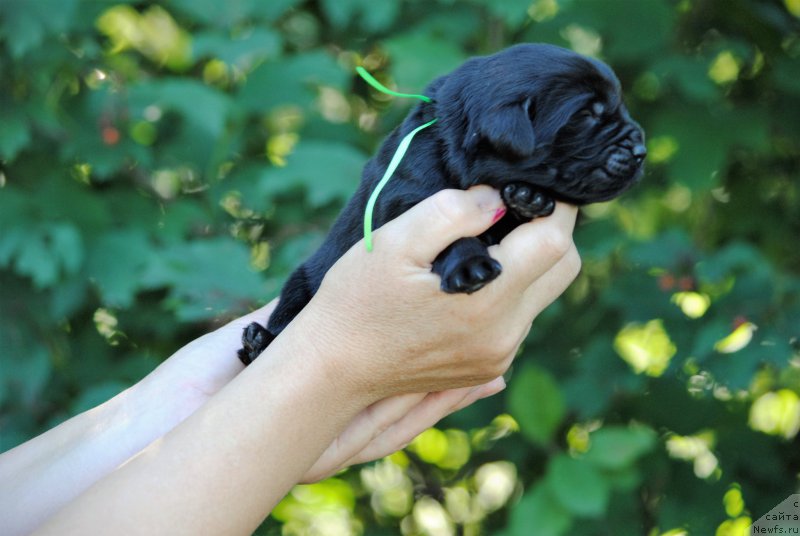 Фото: ньюфаундленд Moya Stihiya Niki De Sen Fal' (Моя Стихия Ники Де Сен Фаль)