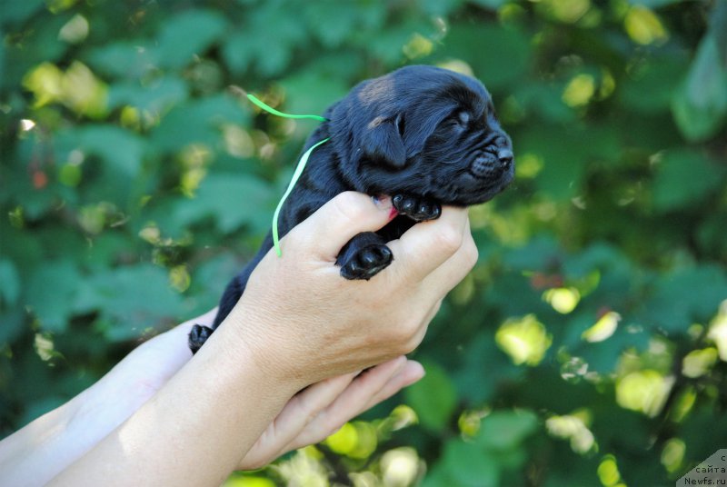 Фото: ньюфаундленд Moya Stihiya Niki De Sen Fal' (Моя Стихия Ники Де Сен Фаль)