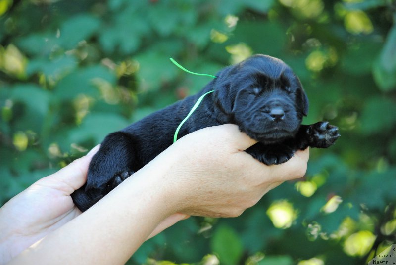 Фото: ньюфаундленд Moya Stihiya Niki De Sen Fal' (Моя Стихия Ники Де Сен Фаль)