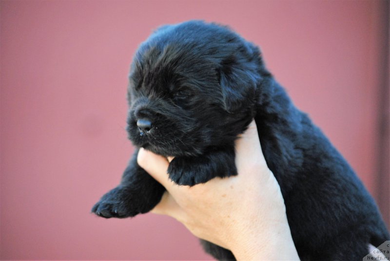 Фото: ньюфаундленд Moya Stihiya Niki De Sen Fal' (Моя Стихия Ники Де Сен Фаль)