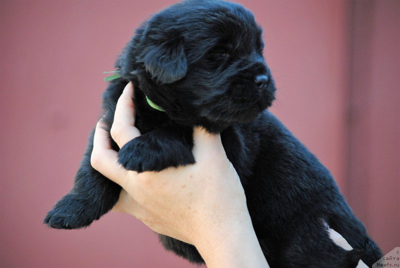 Фото: ньюфаундленд Moya Stihiya Niki De Sen Fal' (Моя Стихия Ники Де Сен Фаль)