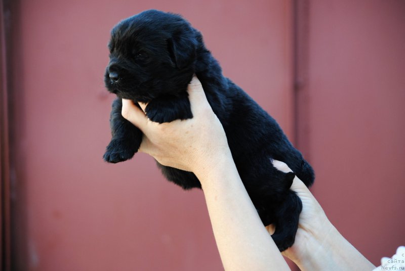 Фото: ньюфаундленд Moya Stihiya Niki De Sen Fal' (Моя Стихия Ники Де Сен Фаль)