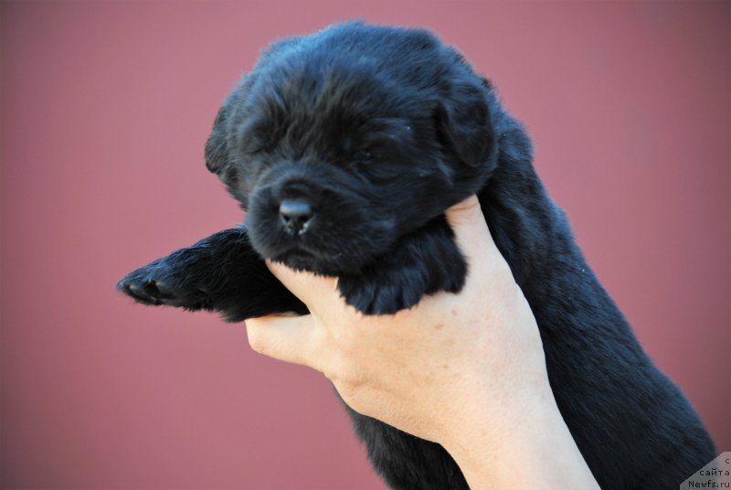 Фото: ньюфаундленд Moya Stihiya Niki De Sen Fal' (Моя Стихия Ники Де Сен Фаль)