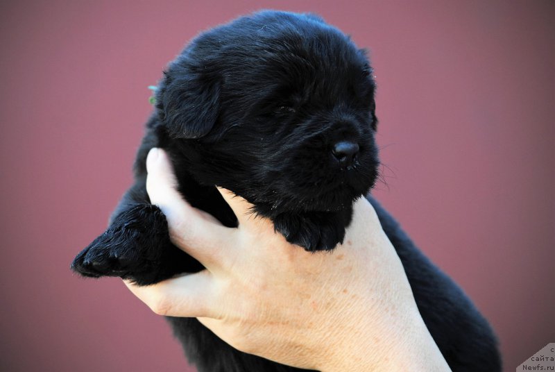 Фото: ньюфаундленд Moya Stihiya Niki De Sen Fal' (Моя Стихия Ники Де Сен Фаль)