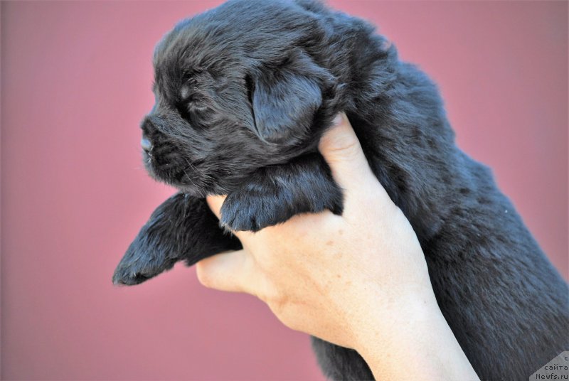 Фото: ньюфаундленд Moya Stihiya Niki De Sen Fal' (Моя Стихия Ники Де Сен Фаль)