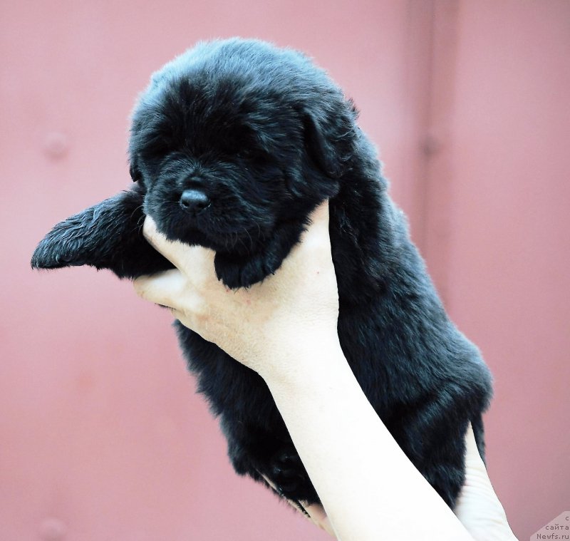 Фото: ньюфаундленд Moya Stihiya Niki De Sen Fal' (Моя Стихия Ники Де Сен Фаль)