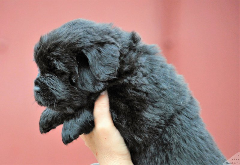 Фото: ньюфаундленд Moya Stihiya Niki De Sen Fal' (Моя Стихия Ники Де Сен Фаль)