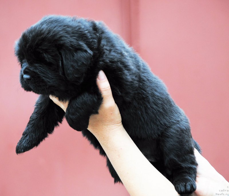 Фото: ньюфаундленд Moya Stihiya Niki De Sen Fal' (Моя Стихия Ники Де Сен Фаль)