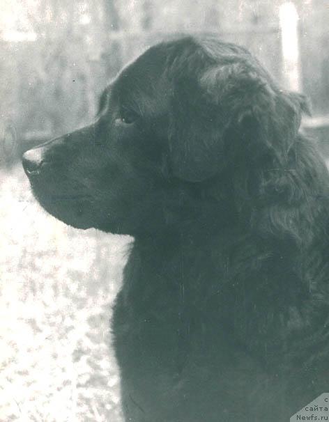 Фото: ньюфаундленд Sil'va Mar (Сильва Мар)