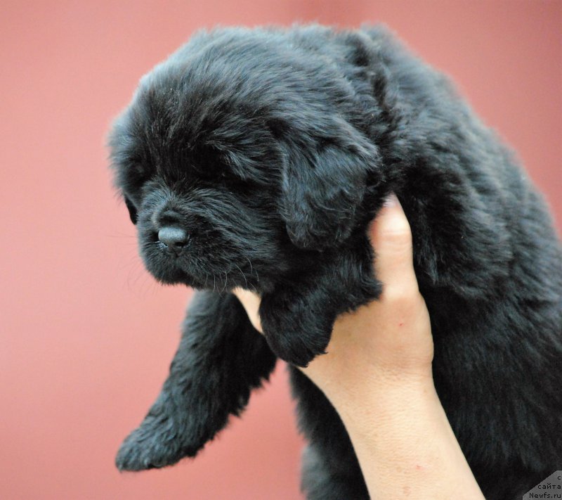 Фото: ньюфаундленд Moya Stihiya Niki De Sen Fal' (Моя Стихия Ники Де Сен Фаль)