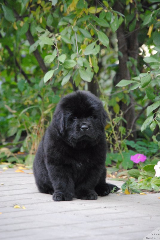 Фото: ньюфаундленд Moya Stihiya Niki De Sen Fal' (Моя Стихия Ники Де Сен Фаль)