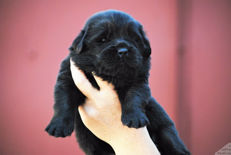 Фото: ньюфаундленд Moya Stihiya Nomad Terra Blossom (Моя Стихия Номад Терра Блоссом)