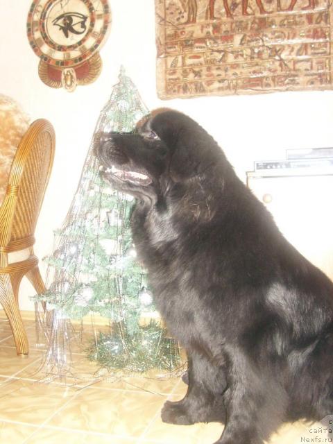 Фото: ньюфаундленд Sent Djons Mulen Ruj (Сент Джонс Мулен Руж)