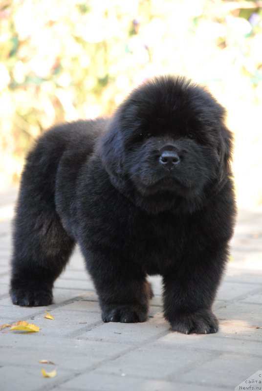 Фото: ньюфаундленд Moya Stihiya Nomad Terra Blossom (Моя Стихия Номад Терра Блоссом), ньюфаундленд Cristalmar Cadeaux de Noel, ньюфаундленд Harrieta Embodiment of a Great Pretender (Хариетта Ембодимент оф а Греат Претендер)