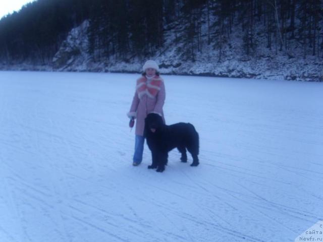 Фото: ньюфаундленд Sent Djons Mulen Ruj (Сент Джонс Мулен Руж), Oksana Uspenskaya (Оксана Успенская)