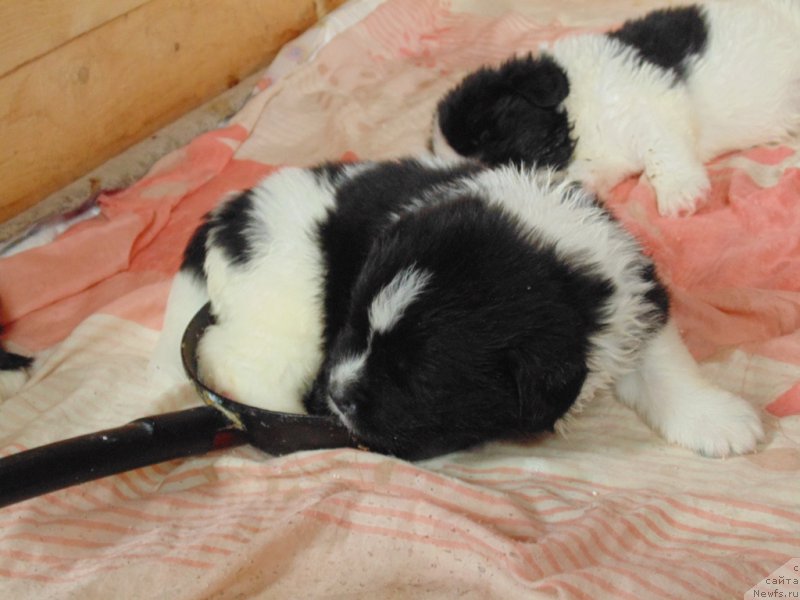 Фото: ньюфаундленд Super Bizon Melodiya (Супер Бизон Мелодия)