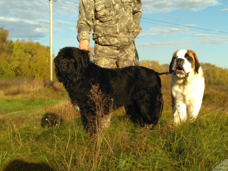 Фото: Al'bina Gonchar (Альбина Гончар), ньюфаундленд Jofrey of Mister Newf (Jofrey of Mister Newf)