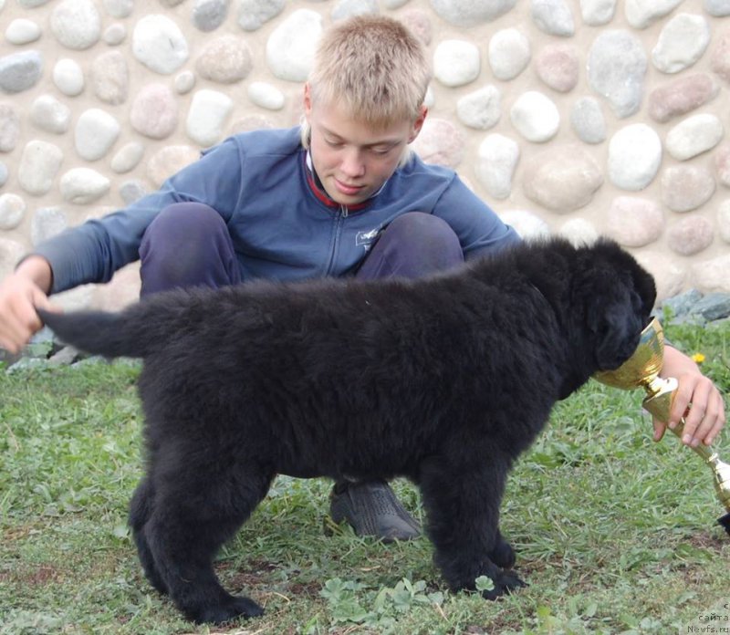 Фото: ньюфаундленд Avrora iz Zamka Melvin (Аврора из Замка Мелвин)