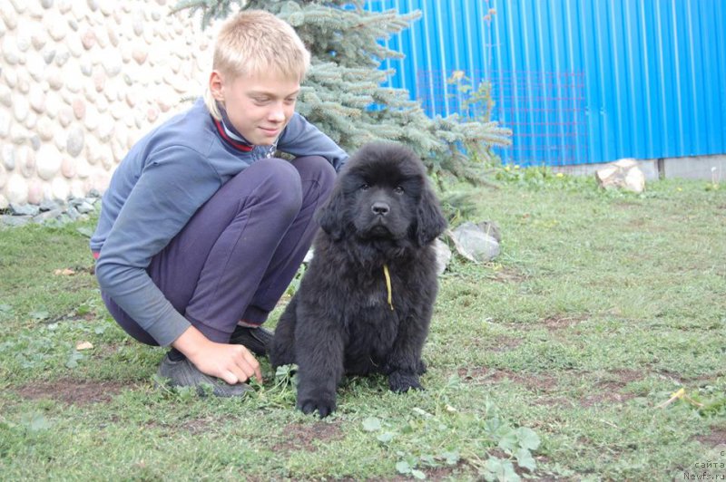 Фото: ньюфаундленд Anjelika iz Zamka Melvin (Анжелика из Замка Мелвин)