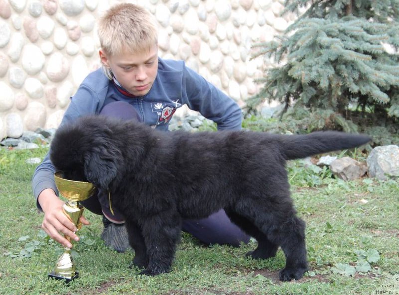 Фото: ньюфаундленд Anjelika iz Zamka Melvin (Анжелика из Замка Мелвин)