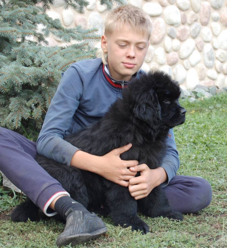 Фото: ньюфаундленд Adel iz Zamka Melvin (Адель из Замка Мелвин)