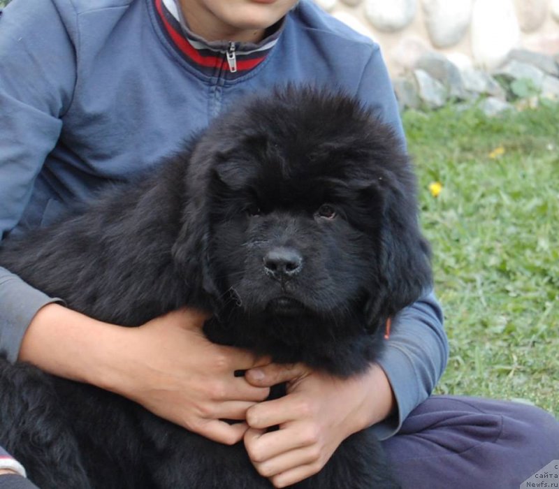 Фото: ньюфаундленд Adel iz Zamka Melvin (Адель из Замка Мелвин)