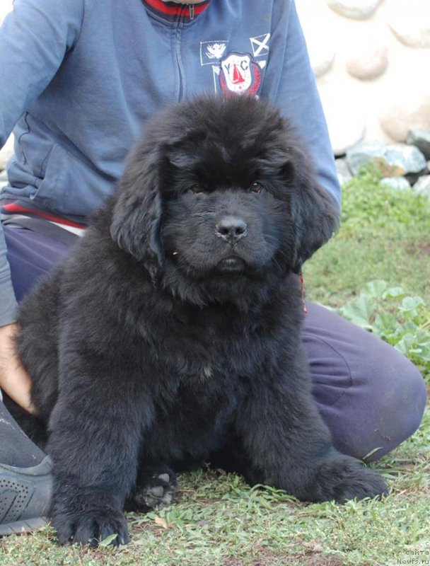 Фото: ньюфаундленд Adel iz Zamka Melvin (Адель из Замка Мелвин)