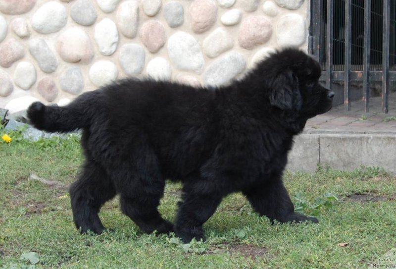Фото: ньюфаундленд Adel iz Zamka Melvin (Адель из Замка Мелвин)
