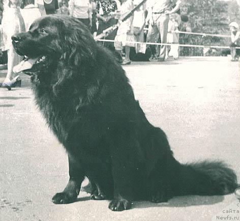 Фото: ньюфаундленд SHarli Fler (Шарли Флер)