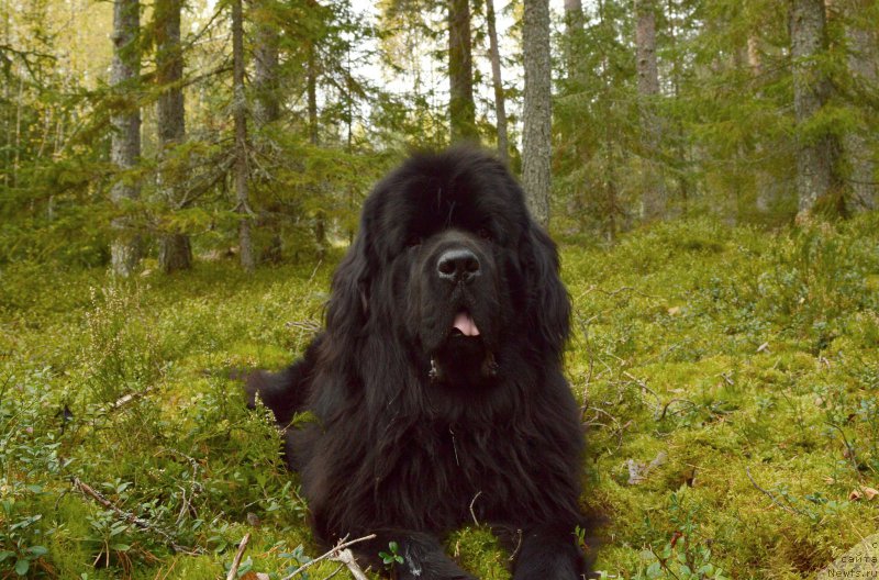Фото: ньюфаундленд Fann'yuf Graf De La Fer (Фанньюф Граф Де Ла Фер)