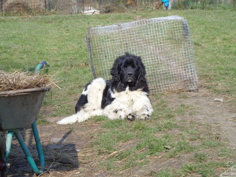 Фото: ньюфаундленд Selin Dion (Селин Дион)