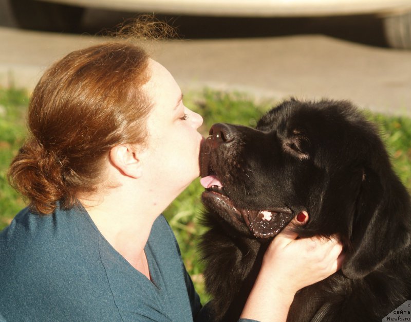 Фото: ньюфаундленд Smigar Umnica Razumnica (Смигар Умница Разумница)
