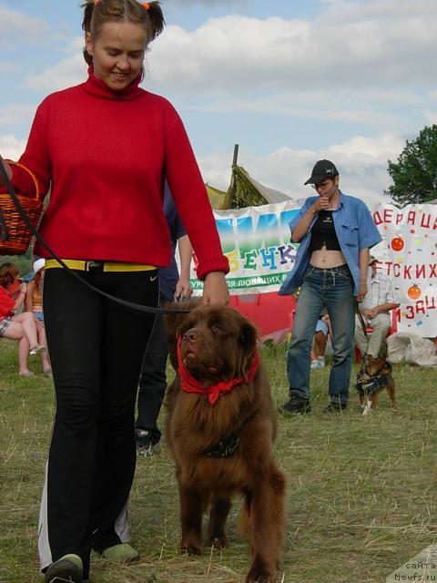 Фото: Diana Larina (Диана Ларина), ньюфаундленд Lesnaya Skazka Izabella (Лесная Сказка Изабелла)