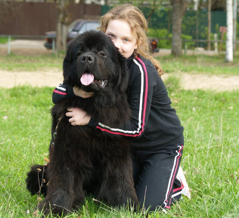 Фото: ньюфаундленд Smigar Umnica Razumnica (Смигар Умница Разумница)