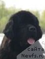 Фото: ньюфаундленд Smigar Umnica Razumnica (Смигар Умница Разумница)