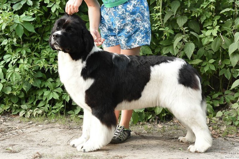 Фото: ньюфаундленд Akvian Song Rosemary (Аквиан Сонг Розмари)