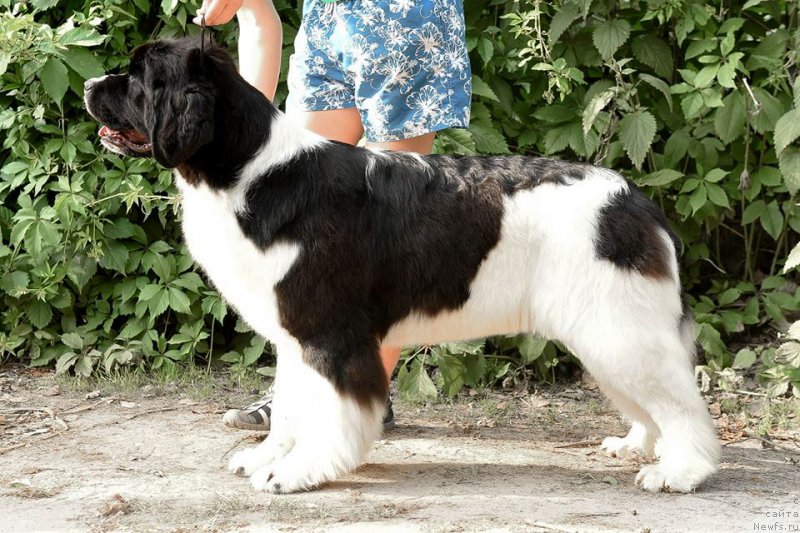 Фото: ньюфаундленд Akvian Song Rosemary (Аквиан Сонг Розмари)