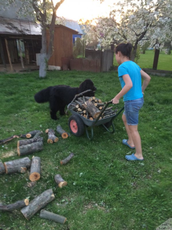 Фото: ньюфаундленд Braunblad MSK Jamal Amira (Браунблад МСК Жамал Амира)