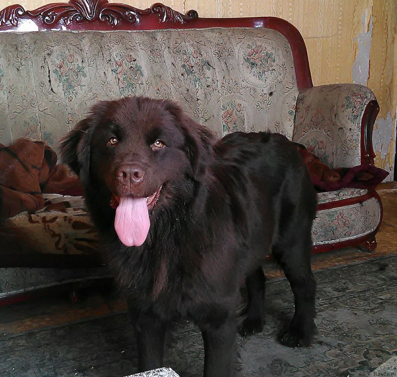 Фото: ньюфаундленд Al'fa Dar Oksa Verka Serdyuchka (Альфа Дар Окса Верка Сердючка), ньюфаундленд Al'fa Dar Oksa Verka Serdyuchka (Альфа Дар Окса Верка Сердючка)