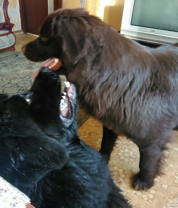 Фото: ньюфаундленд N'yufort Divnaya Diana (Ньюфорт Дивная Диана), ньюфаундленд N'yufort Divnaya Diana (Ньюфорт Дивная Диана), ньюфаундленд Al'fa Dar Oksa Verka Serdyuchka (Альфа Дар Окса Верка Сердючка)